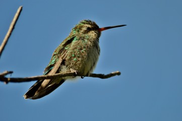 Colibri  © hector