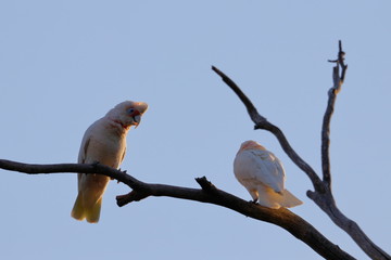 long billed corella