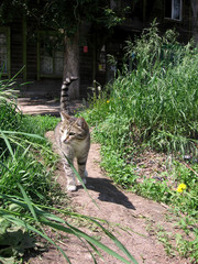 Grey stray striped cat walking on the road in the summer near the old wooden house in the grass