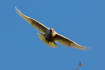 short billed corella