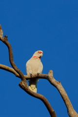 short billed corella