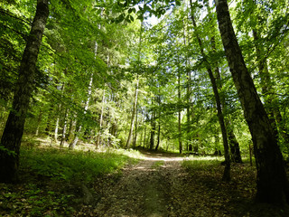 Green forest at spring Europe Latvia in sunny day