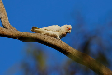 short billed corella