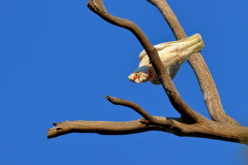 short billed corella
