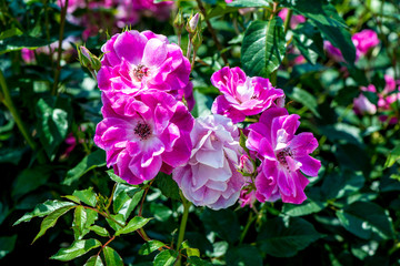 小倉の池のバラ