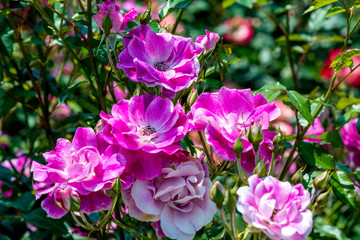 小倉の池のバラ