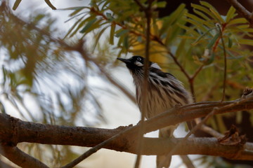 new holland honeyeater