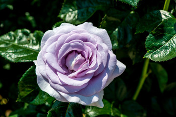 小倉の池のバラ