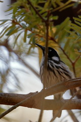 new holland honeyeater