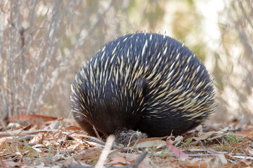 echidna