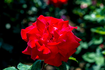 小倉の池のバラ