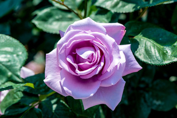 小倉の池のバラ