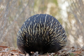 echidna