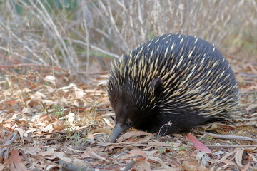 echidna