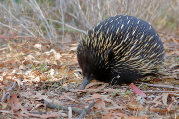 echidna