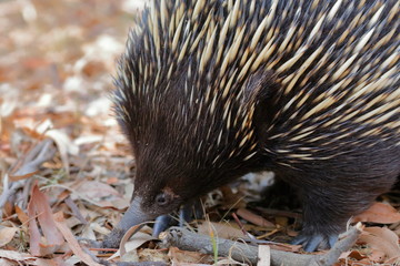 echidna