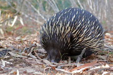 echidna