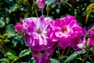 小倉の池のバラ