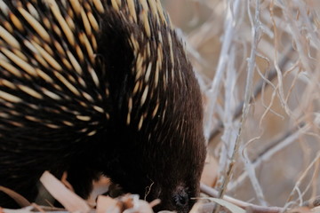 echidna