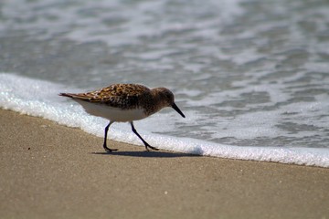 Sandpiper on The Beach at Ocracoke Island 