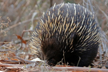 echidna