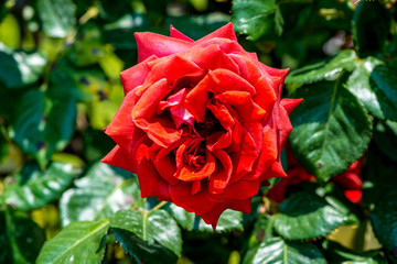 小倉の池のバラ