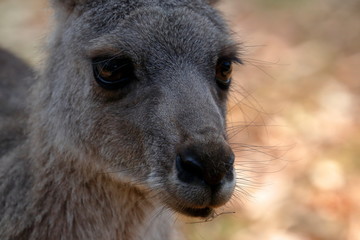 kangaroo