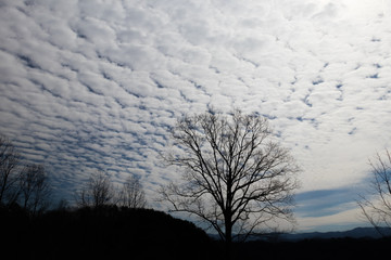 Silhouette of bare tree with blue sky and white clouds background