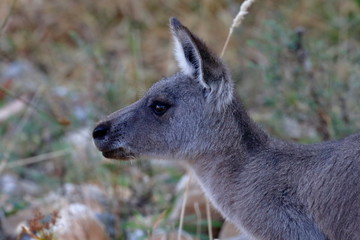 kangaroo