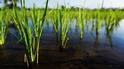 rice plants that are just young