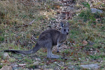 kangaroo