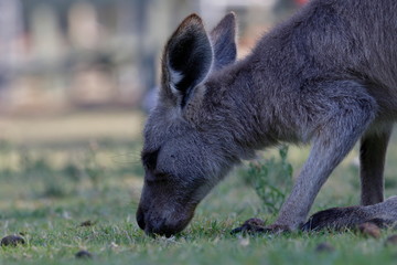kangaroo