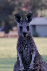 kangaroo