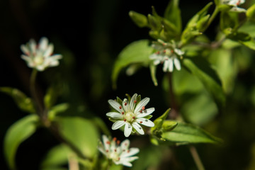Common Chickweed wildflowers close-up