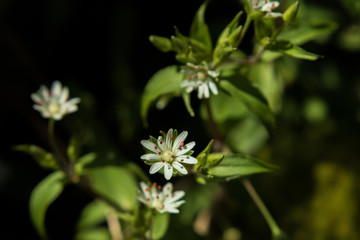 Common Chickweed wildflowers close-up