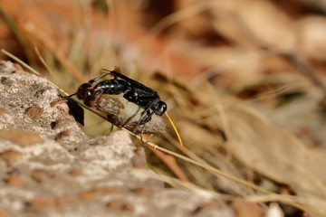 spider wasp