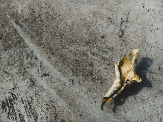 Isolated dry leaves on the cement floor