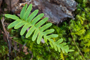 Fern and moss growing on rock wall