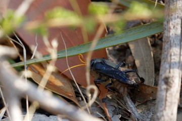 spider wasp