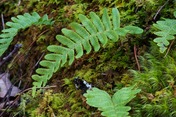Fern and moss growing on rock wall