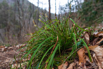 Clump of grass with long slender blades on the forest floor, close-up