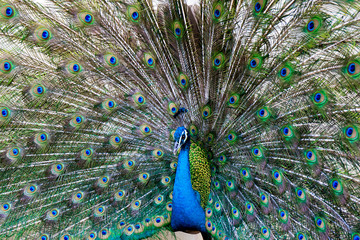 Fototapeta premium Peacock with feather detail, peacock wallpaper