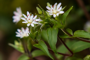 Common Chickweed wildflowers close-up