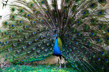 Peacock with feather detail, peacock wallpaper