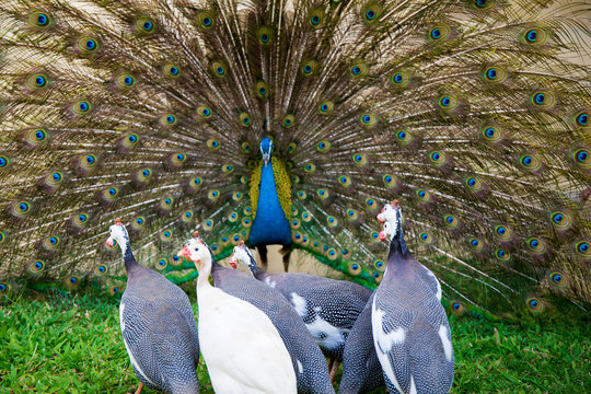 Male Peacock show female peacock his beautiful tail