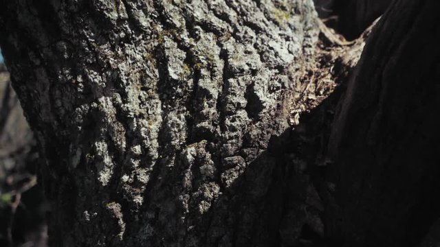 Close up of the bark on a old weathered tree