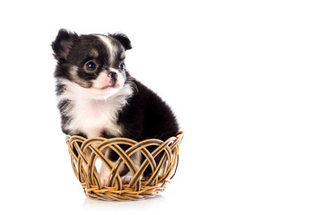 Chihuahua puppy, 45 day, isolated on white white background.