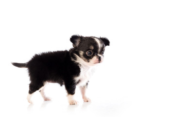 Chihuahua puppy, 45 day, isolated on white white background.