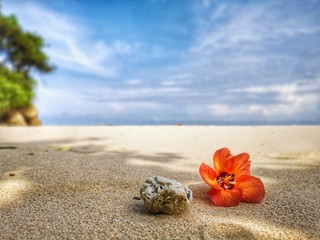 Closeup with a blooming red flower and tiny rock on the beach.