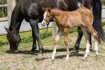 Cute colt next to its mother.